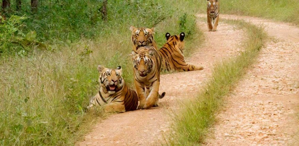 Umred Pauni Karhandla Wildlife Sanctuary